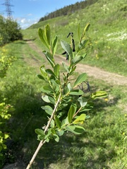 Salix kochiana
