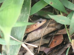 Plestiodon chinensis