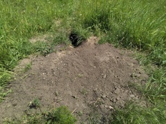 Marmota