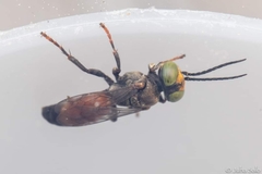 Tachysphex obscuripennis