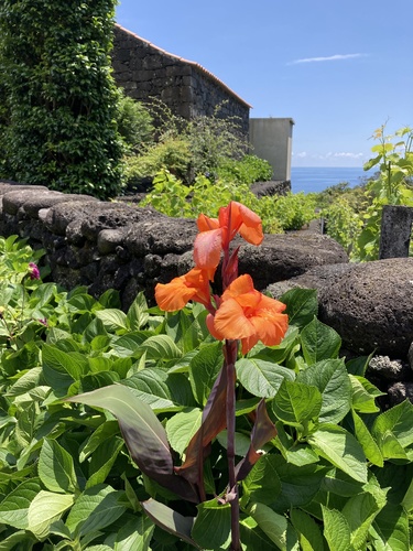 Canna × hybrida