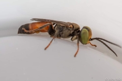 Tachysphex obscuripennis
