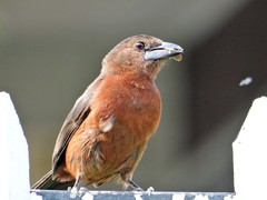 Silver-Beaked Tanager photo 5