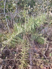 Syagrus flexuosa