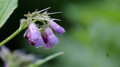 Symphytum officinale