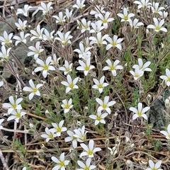 Sabulina nuttallii