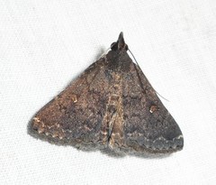Hypenula complectalis