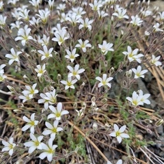 Sabulina nuttallii