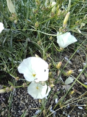 Convolvulus holosericeus