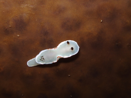 Glossodoris angasi Rudman, 1986