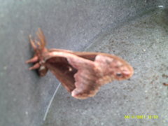 Callosamia angulifera