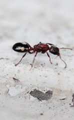 Dolichoderus sibiricus