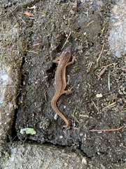 Lissotriton vulgaris