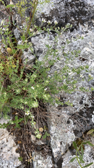 Dorycnium