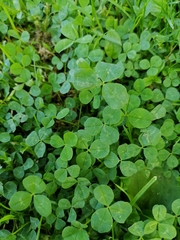 Trifolium repens