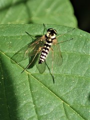 Chrysopilus ornatus