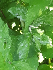 Podosphaera filipendulae