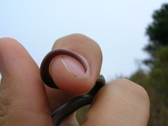 Contia tenuis