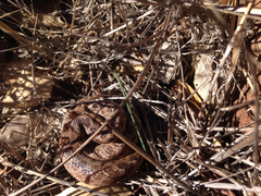 Hypsiglena ochrorhynchus klauberi