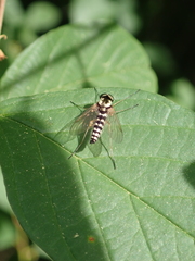 Chrysopilus ornatus