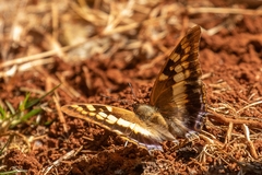 Charaxes guderiana