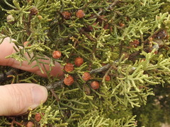 Juniperus pinchotii