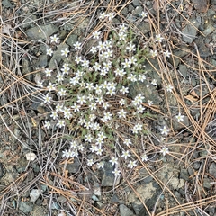 Sabulina nuttallii