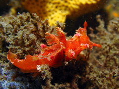 Plocamopherus imperialis