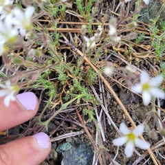 Sabulina nuttallii