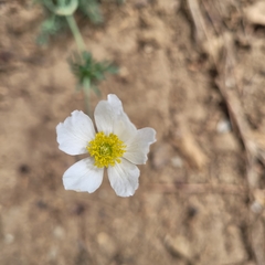 Anemone drummondii