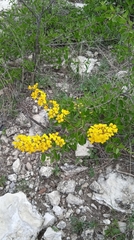 Echinopterys eglandulosa