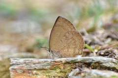 Arhopala paramuta