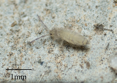 Entomobrya unostrigata