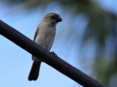 Sporophila americana