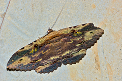 Anisoneura aluco