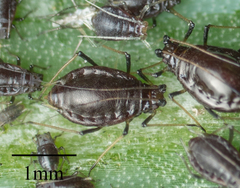 Neotoxoptera formosana