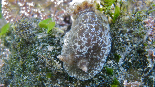 Jorunna pantherina (Angas, 1864)