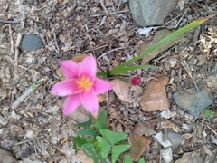 Zephyranthes miradorensis
