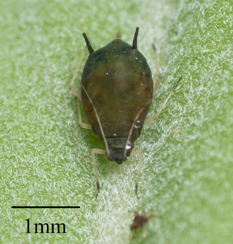 Melon Aphid photo 4