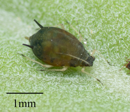Melon Aphid photo 5