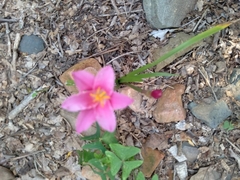 Zephyranthes miradorensis