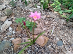 Zephyranthes miradorensis