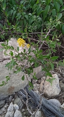 Echinopterys eglandulosa