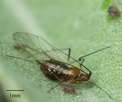 Macrosiphum salviae