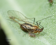 Macrosiphum salviae