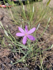 Lygodesmia grandiflora