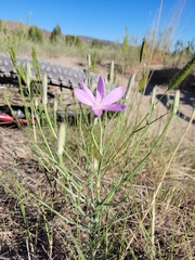 Lygodesmia grandiflora