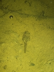 Fejervarya multistriata