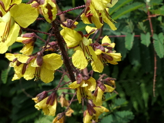 Hultholia mimosoides