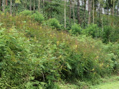 Hultholia mimosoides